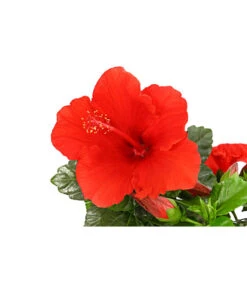 Zimmerhibiskus - Hibiscus Rosa-sinensis, Verschiedene Sorten 16 Zimmerhibiskus - Hibiscus Rosa-sinensis, Verschiedene Sorten -Gartenbedarf Förderung 8595241 PR DE 001 HibiscusMixBuschT17DehnerExpressHerzig