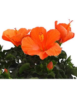 Zimmerhibiskus - Hibiscus Rosa-sinensis, Verschiedene Sorten 17 Zimmerhibiskus - Hibiscus Rosa-sinensis, Verschiedene Sorten -Gartenbedarf Förderung 8595241 WE DE 001 HibiskusHibiscusBuschT17DehnerExpressHerzig