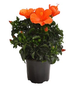 Zimmerhibiskus - Hibiscus Rosa-sinensis, Verschiedene Sorten 12 Zimmerhibiskus - Hibiscus Rosa-sinensis, Verschiedene Sorten -Gartenbedarf Förderung 8595241 WE FS 001 HibiskusHibiscusBuschT17OWDehnerExpressHerzig