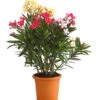 Oleander-Trio -Gartenbedarf Förderung 8596843 WE FS 001 OleanderBuschTricolorT19DehnerExpressHerzig