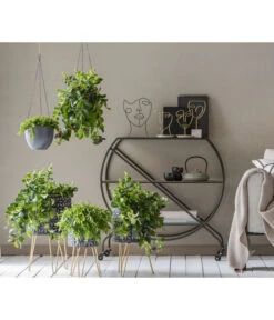 Schamblume - Aeschynanthus Japhrolepis 7 Schamblume - Aeschynanthus Japhrolepis -Gartenbedarf Förderung 8635377 WE MO 001 AeschynanthusAmpel2021GC15