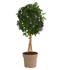 Enzianstrauch-Duo, Stämmchen