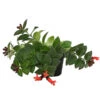 Schamblume - Aeschynanthus Radicans 'Mona Lisa' -Gartenbedarf Förderung 8650210 PR FS 002 SchamblumeAeschynanthusRadicansMonaLisaT11DehnerExpressHerzig