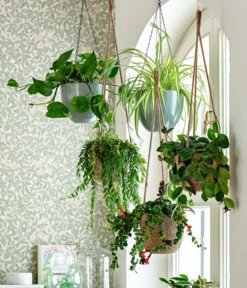 Schamblume - Aeschynanthus Japhrolepis 6 Schamblume - Aeschynanthus Japhrolepis -Gartenbedarf Förderung 8650376 WE MO 001 Ampelpflanzen