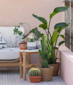 Feigenkaktus - Opuntia Consolea -Gartenbedarf Förderung 8673246 WE MO 001 KaktusWolfsmilchEuphorbiaIngens