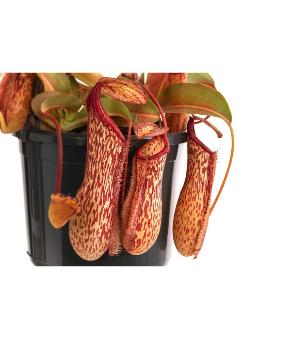 Kannenpflanze - Nepenthes 'Miranda' 5 Kannenpflanze - Nepenthes 'Miranda' – Bild 3