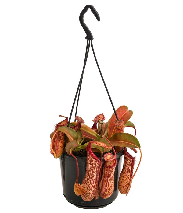 Kannenpflanze - Nepenthes 'Miranda' 3 Kannenpflanze - Nepenthes 'Miranda'