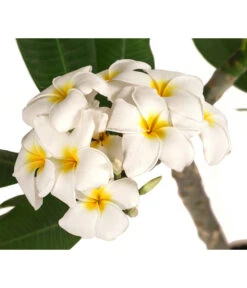 Frangipani - Plumeria Alba -Gartenbedarf Förderung 8691180 WE DE 001 PlumeriaT18MixOstroFrangipani