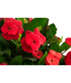 Christusdorn - Euphorbia Milii -Gartenbedarf Förderung 8696361 WE DE 001 EuphorbiaMiliiBuschRotChristusdornDehnerExpressHerzig