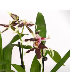 Zahnzungen-Orchidee - Odontoglossum-Hybriden, Verschiedene Sorten -Gartenbedarf Förderung 8704694 PR DE 001 Odontoglossum1TrieberT12DehnerHerzig
