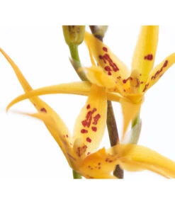 Zahnzungen-Orchidee - Odontoglossum-Hybriden, Verschiedene Sorten -Gartenbedarf Förderung 8704694 PR DE 001 OdontoglossumBrassadaMiradaSortenmix1TrieberT11DehnerExpressZS