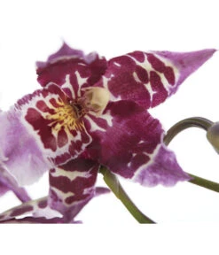 Zahnzungen-Orchidee - Odontoglossum-Hybriden, Verschiedene Sorten -Gartenbedarf Förderung 8704694 PR DE 001 OdontoglossumSortenmix1TrieberT11DehnerExpressZS