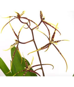 Zahnzungen-Orchidee - Odontoglossum-Hybriden, Verschiedene Sorten -Gartenbedarf Förderung 8704694 PR DE 002 Odontoglossum1TrieberT12DehnerHerzig