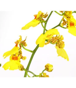 Zahnzungen-Orchidee - Odontoglossum-Hybriden, Verschiedene Sorten -Gartenbedarf Förderung 8704694 PR DE 003 Odontoglossum1TrieberT12DehnerHerzig