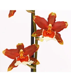 Zahnzungen-Orchidee - Odontoglossum-Hybriden, Verschiedene Sorten -Gartenbedarf Förderung 8704694 PR DE 005 Odontoglossum1TrieberT12DehnerHerzig