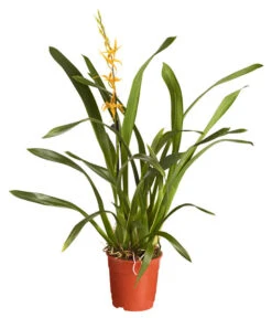 Zahnzungen-Orchidee - Odontoglossum-Hybriden, Verschiedene Sorten -Gartenbedarf Förderung 8704694 PR FS 001 OdontoglossumBrassadaMiradaSortenmix1TrieberT11DehnerExpressZS