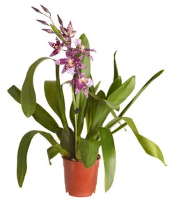 Zahnzungen-Orchidee - Odontoglossum-Hybriden, Verschiedene Sorten -Gartenbedarf Förderung 8704694 PR FS 001 OdontoglossumSortenmix1TrieberT11DehnerExpressZS