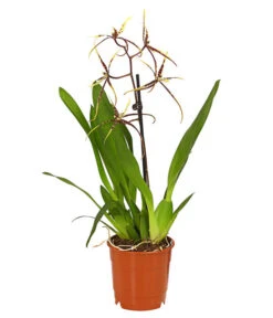 Zahnzungen-Orchidee - Odontoglossum-Hybriden, Verschiedene Sorten -Gartenbedarf Förderung 8704694 PR FS 002 Odontoglossum1TrieberT12DehnerHerzig