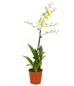 Zahnzungen-Orchidee - Odontoglossum-Hybriden, Verschiedene Sorten -Gartenbedarf Förderung 8704694 PR FS 003 Odontoglossum1TrieberT12DehnerHerzig