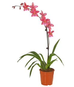 Zahnzungen-Orchidee - Odontoglossum-Hybriden, Verschiedene Sorten -Gartenbedarf Förderung 8704694 PR FS 004 Odontoglossum1TrieberT12DehnerHerzig