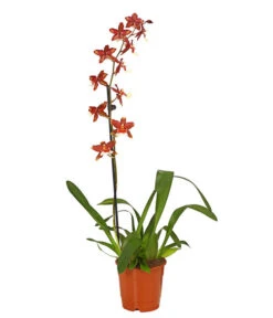 Zahnzungen-Orchidee - Odontoglossum-Hybriden, Verschiedene Sorten -Gartenbedarf Förderung 8704694 PR FS 005 Odontoglossum1TrieberT12DehnerHerzig