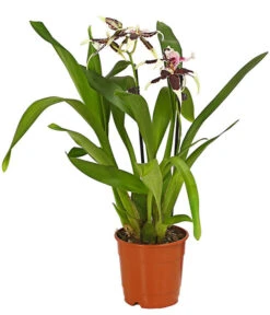 Zahnzungen-Orchidee - Odontoglossum-Hybriden, Verschiedene Sorten -Gartenbedarf Förderung 8704694 WE FS 001 Odontoglossum1TrieberT12DehnerHerzig