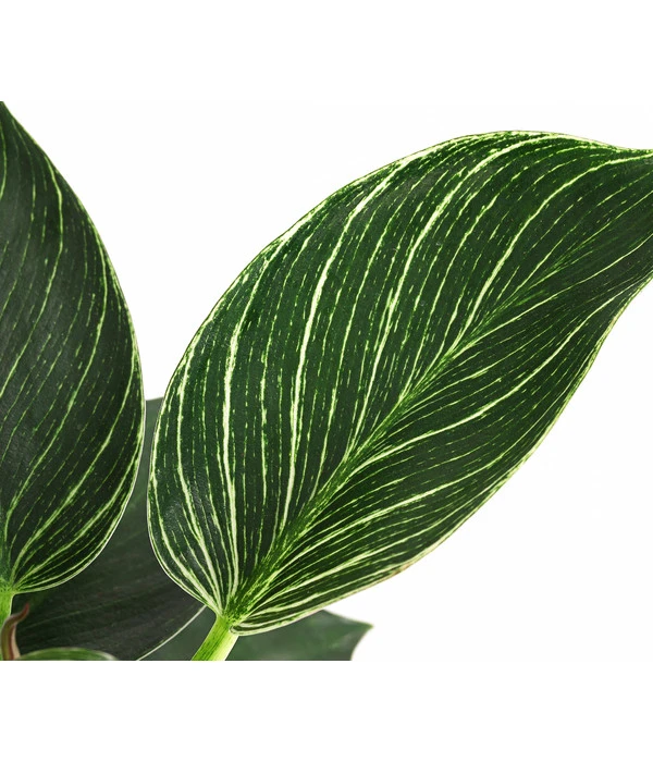 Baumfreund - Philodendron 'White Wave' 5 Baumfreund - Philodendron 'White Wave' – Bild 3