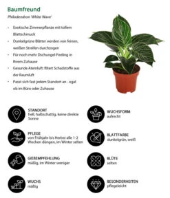 Baumfreund - Philodendron 'White Wave' 6 Baumfreund - Philodendron 'White Wave' -Gartenbedarf Förderung 8713406 WE IG 001 Baumfreund
