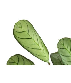 Korbmarante - Ctenanthe Burle-marxii -Gartenbedarf Förderung 8720930 PR DE 001 CtenantheAmagrisT12 DehnerExpressHerzig