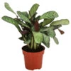 Korbmarante - Ctenanthe Burle-marxii 1 Korbmarante - Ctenanthe Burle-marxii -Gartenbedarf Förderung 8720930 PR FS 001 CtenantheAmagrisT12 DehnerExpressHerzig