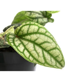 Schmuckpfeffer - Piper Sylvaticum -Gartenbedarf Förderung 8721110 WE DE 001 PiperSylvaticumT15