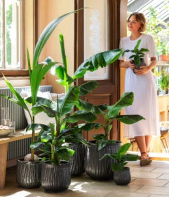 Kokospalme - Cocos Nucifera -Gartenbedarf Förderung 8735920 WE MO 001 MusaCavendischT21