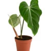 Baumfreund - Philodendron Gloriosum -Gartenbedarf Förderung 8742389 WE FS 001 PhilodendronGloriosumT15