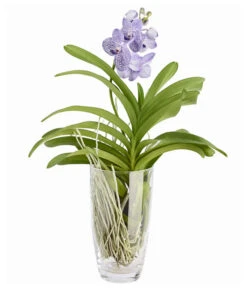 Orchidee - Vanda Cultivars 'Vanda', Im Glas -Gartenbedarf Förderung 8756199 PR FS 002 VandaKleinbluetigImGlasDehnerExpressZS