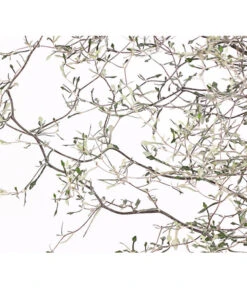 Zickzackstrauch -Gartenbedarf Förderung 8811184 WE DE 001 CorokiaCotoneasterZickzackstrauchT12DehnerExpressHerzig