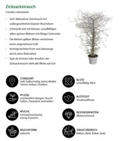 Zickzackstrauch -Gartenbedarf Förderung 8811184 WE IG 001 CorokiaCotoneasterZickzackstrauchT12DehnerExpressHerzig