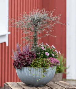 Zickzackstrauch -Gartenbedarf Förderung 8811184 WE MO 001 Herbstarrangement