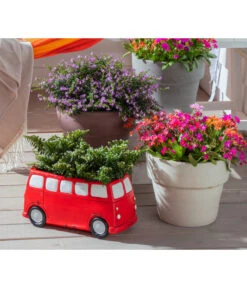 Köcherblümchen, Busch, Verschiedene Farben -Gartenbedarf Förderung 8811366 WE MO 002 CupheaHyssopifoliaKoecherbluemchen