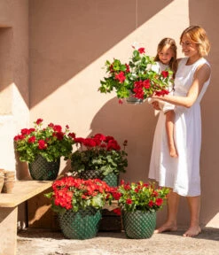 Dehner Keramik-Topf Elite -Gartenbedarf Förderung 8813008 6705461 6705479 6705487 WE MO 001 GeranieRubinHeissesRot