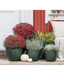 Dehner Keramik-Topf Elite -Gartenbedarf Förderung 8815763 WE MO 001 KnospenheideCallunaFluffyT11