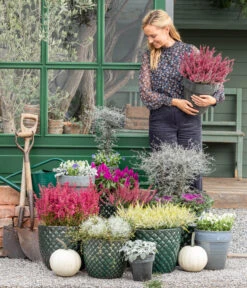 Zickzackstrauch -Gartenbedarf Förderung 8815763 WE MO 001 MuecaGitterkrautMuehlenbeckia