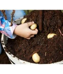 TomTato® Tomatenkartoffel -Gartenbedarf Förderung 8832859 WE DE 009 TomtatoTomoffel