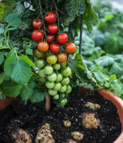 TomTato® Tomatenkartoffel -Gartenbedarf Förderung 8832859 WE MO 004 TomtatoTomoffel