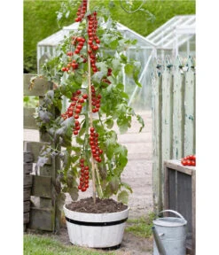 TomTato® Tomatenkartoffel -Gartenbedarf Förderung 8832859 WE MO 007 TomtatoTomoffel