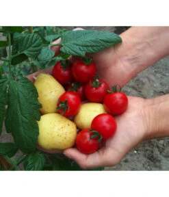 TomTato® Tomatenkartoffel -Gartenbedarf Förderung 8832859 WE MO 010 TomtatoTomoffel