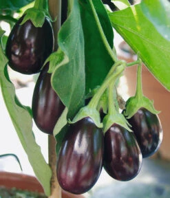 Pick-&-Joy® Aubergine Mit Früchten -Gartenbedarf Förderung 8838047 WE DE 001 AubergineOphelliaF1Fruechte