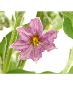 Pick-&-Joy® Aubergine Mit Früchten -Gartenbedarf Förderung 8838047 WE DE 001 PickandJoyAubergineT14