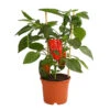 Pick-a-Pep® Paprika, Rot 2 Pick-a-Pep® Paprika, Rot -Gartenbedarf Förderung 8838740 PR FS 001 PaprikaRotMitFrucht