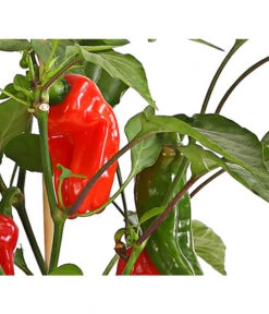 Pick-a-Pep® Snackpaprika Mit Früchten 7 Pick-a-Pep® Snackpaprika Mit Früchten -Gartenbedarf Förderung 8838823 SnackpaprikaRotMitFrucht