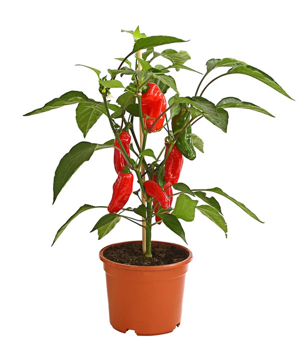 Pick-a-Pep® Snackpaprika Mit Früchten 3 Pick-a-Pep® Snackpaprika Mit Früchten